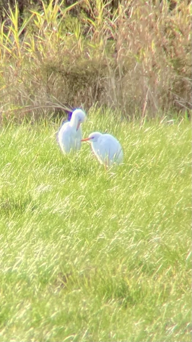 Western Cattle-Egret - ML625021185