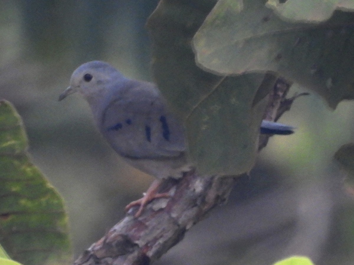 Plain-breasted Ground Dove - ML625021207