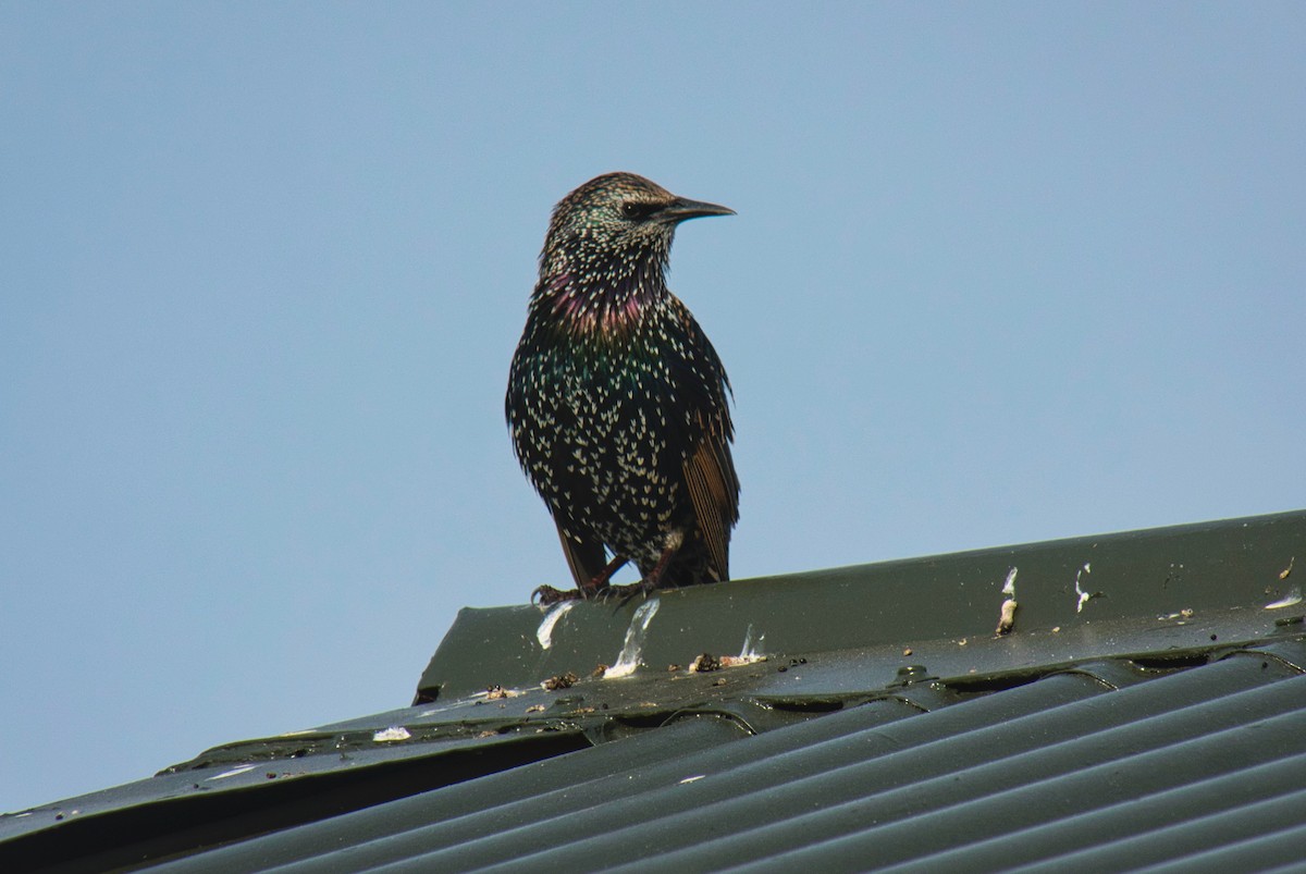 European Starling - ML625021254