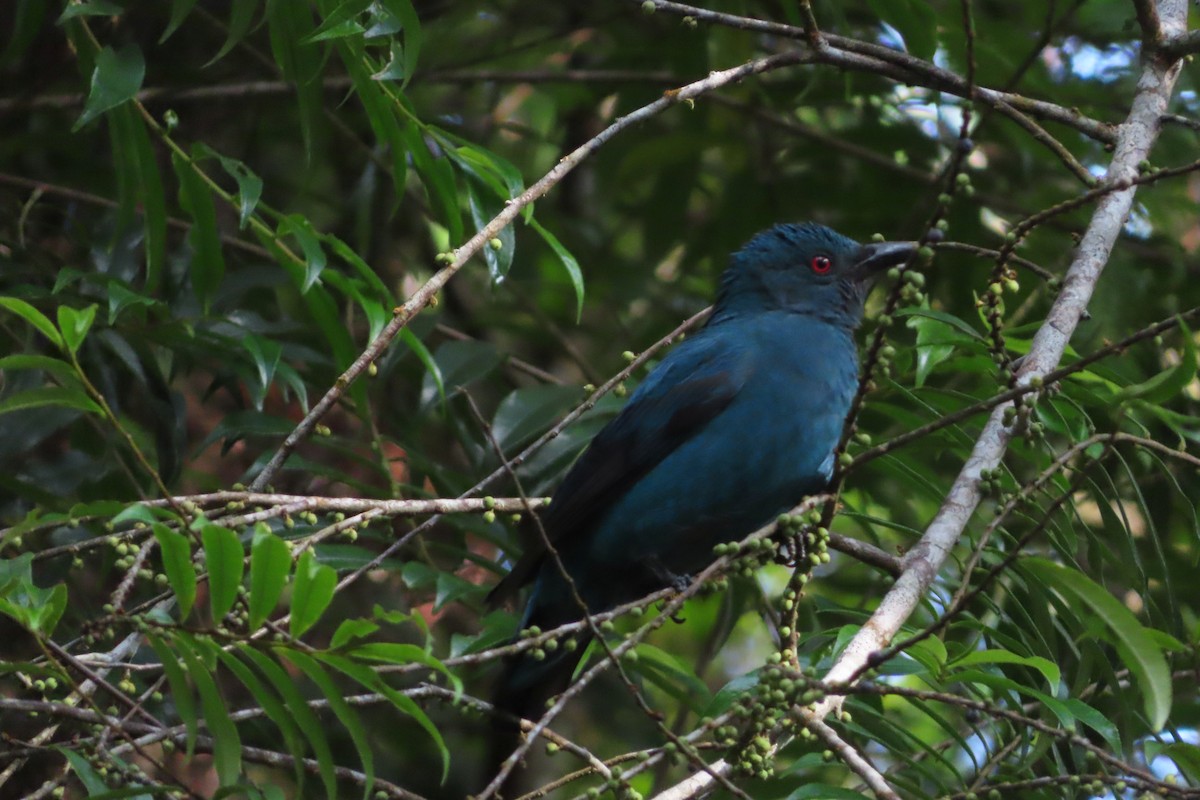 irena tyrkysová - ML625021270