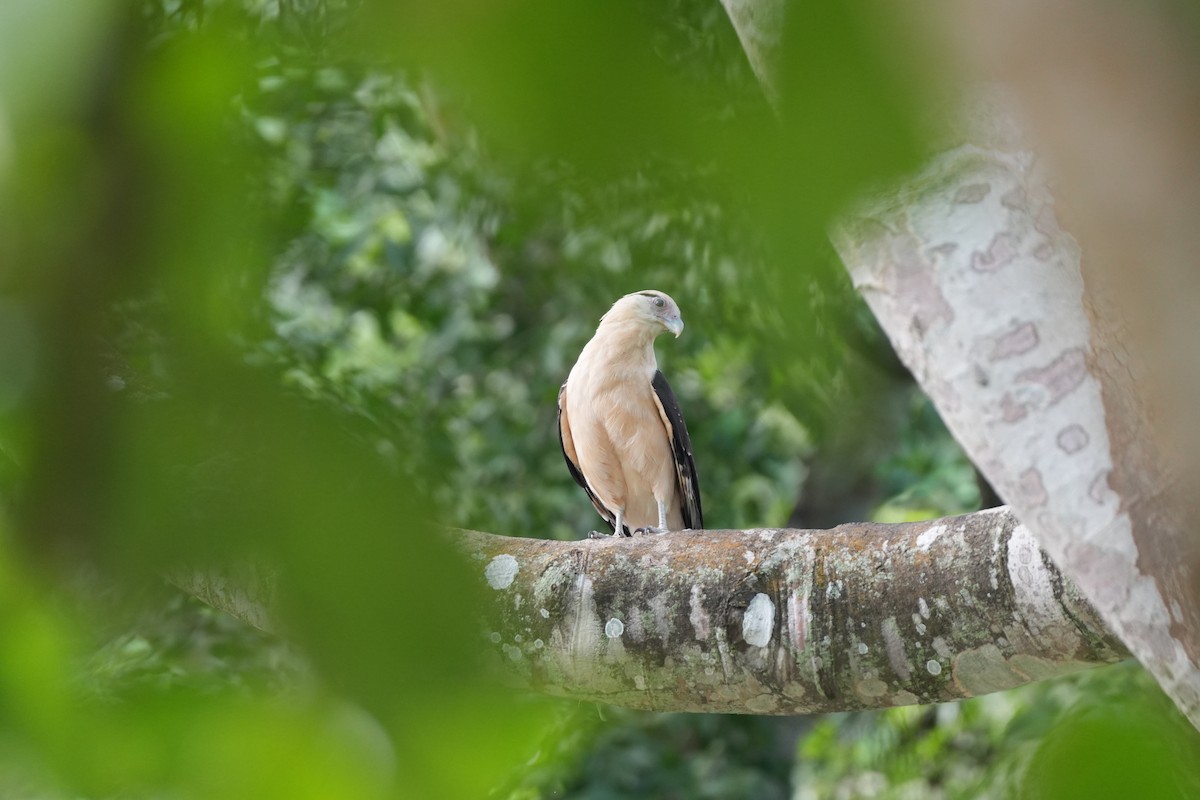 Yellow-headed Caracara - ML625021275