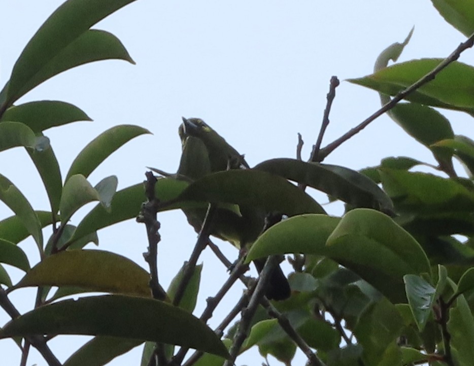 jora zelená - ML625021312