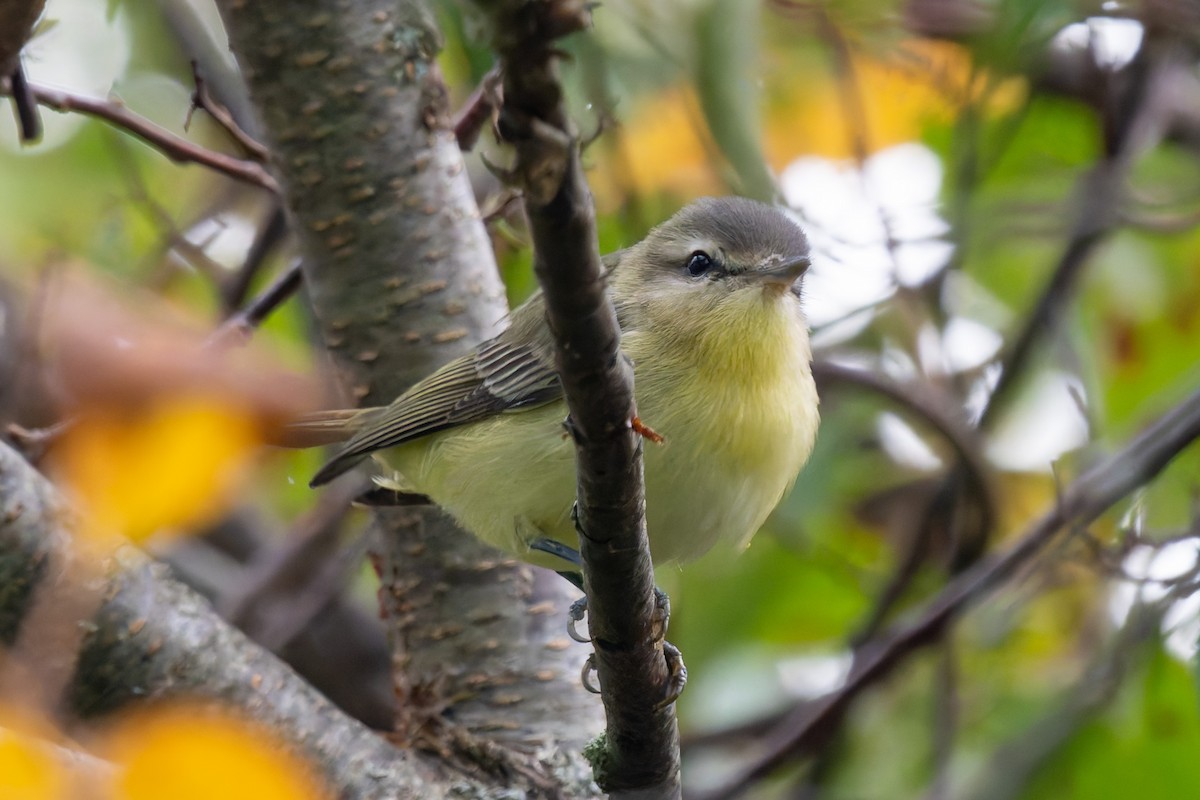 Philadelphia Vireo - ML625021356