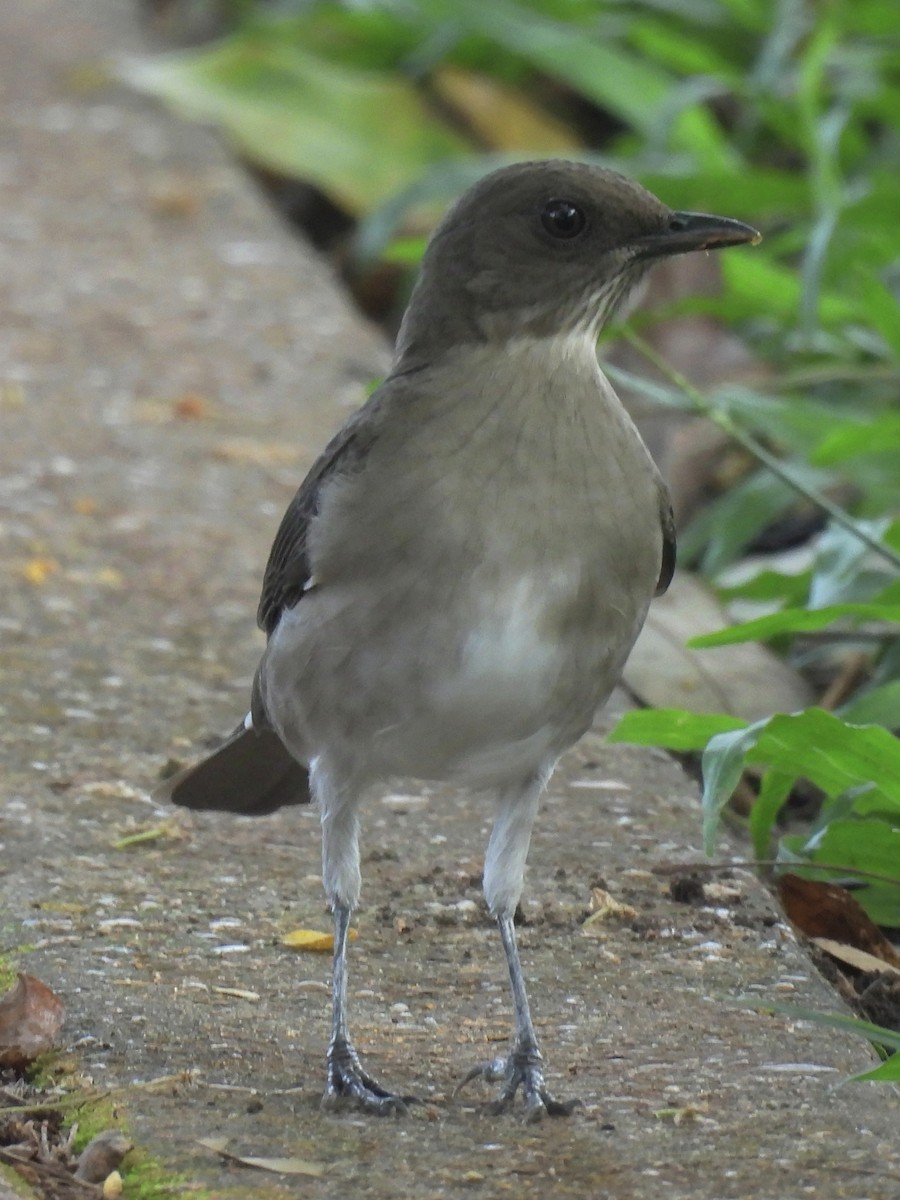 Black-billed Thrush - ML625021540