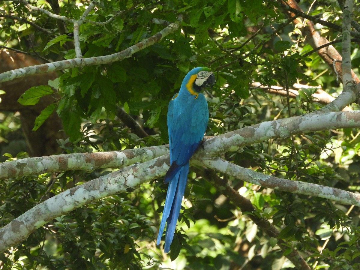 Blue-and-yellow Macaw - ML625021631