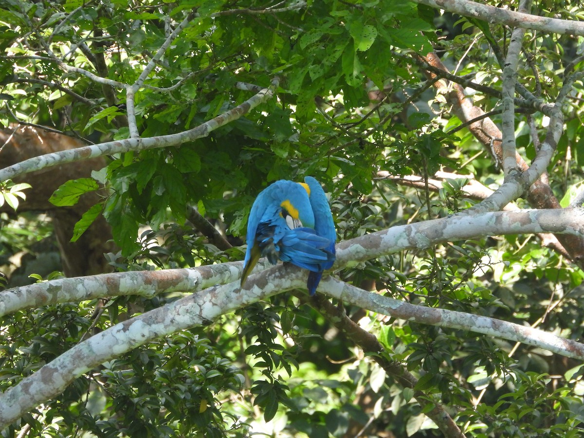 Blue-and-yellow Macaw - ML625021644