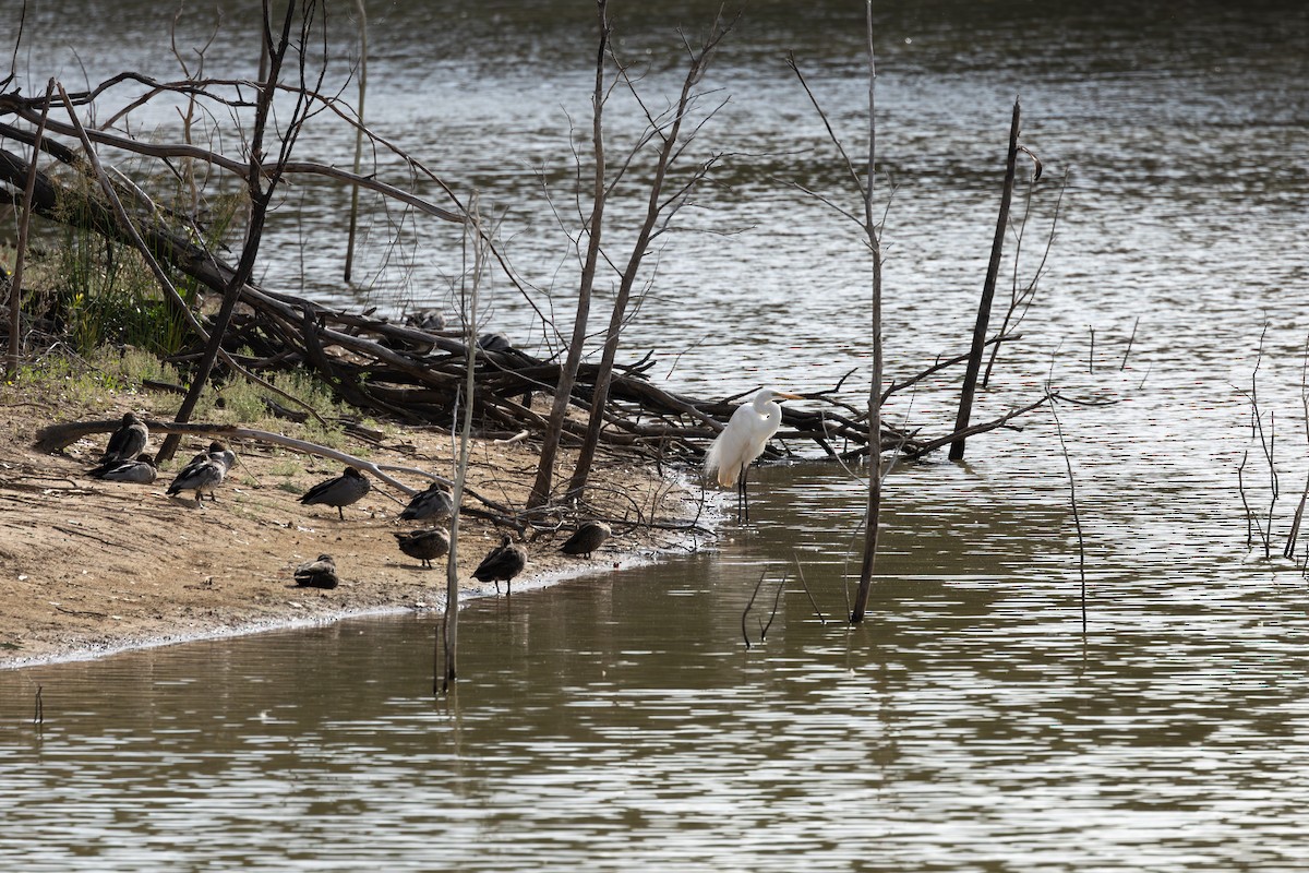 Plumed Egret - ML625021789