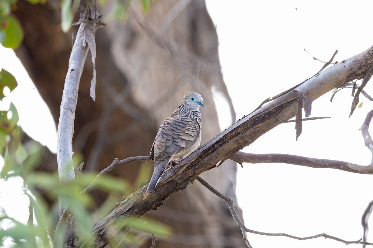 Peaceful Dove - ML625021917