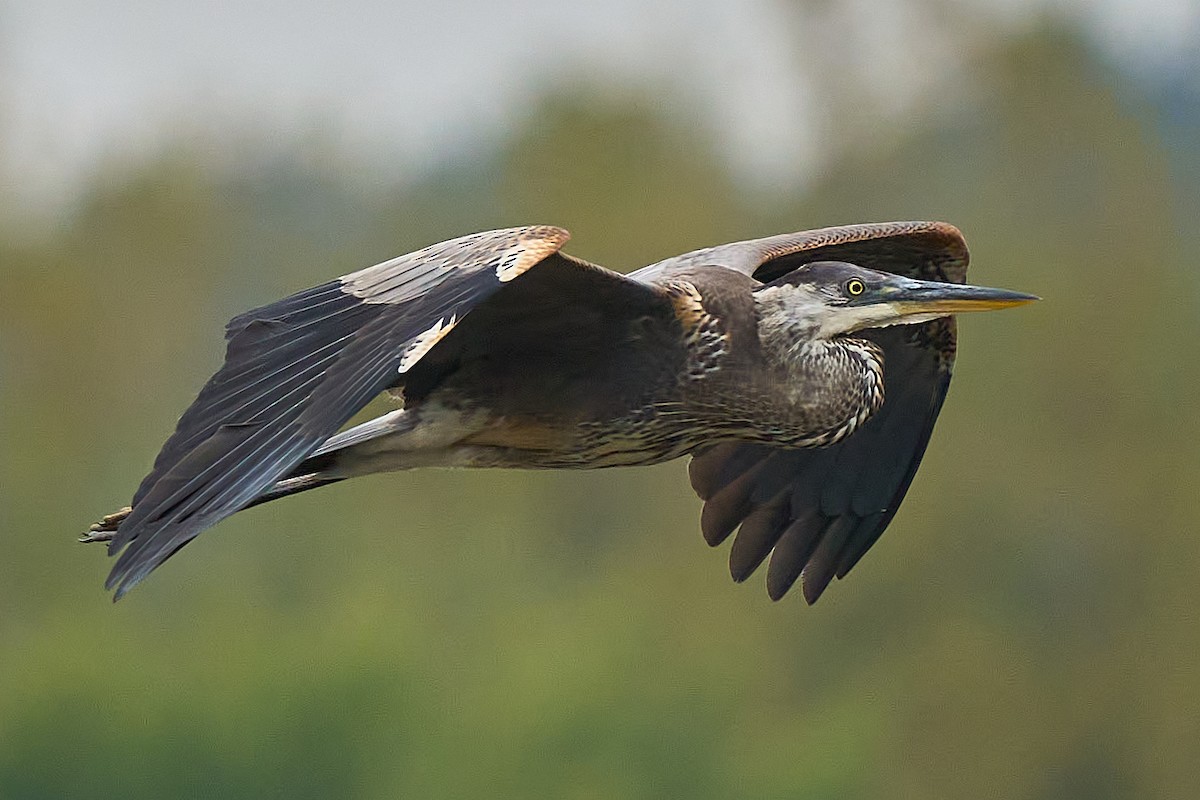 Great Blue Heron - ML625021960