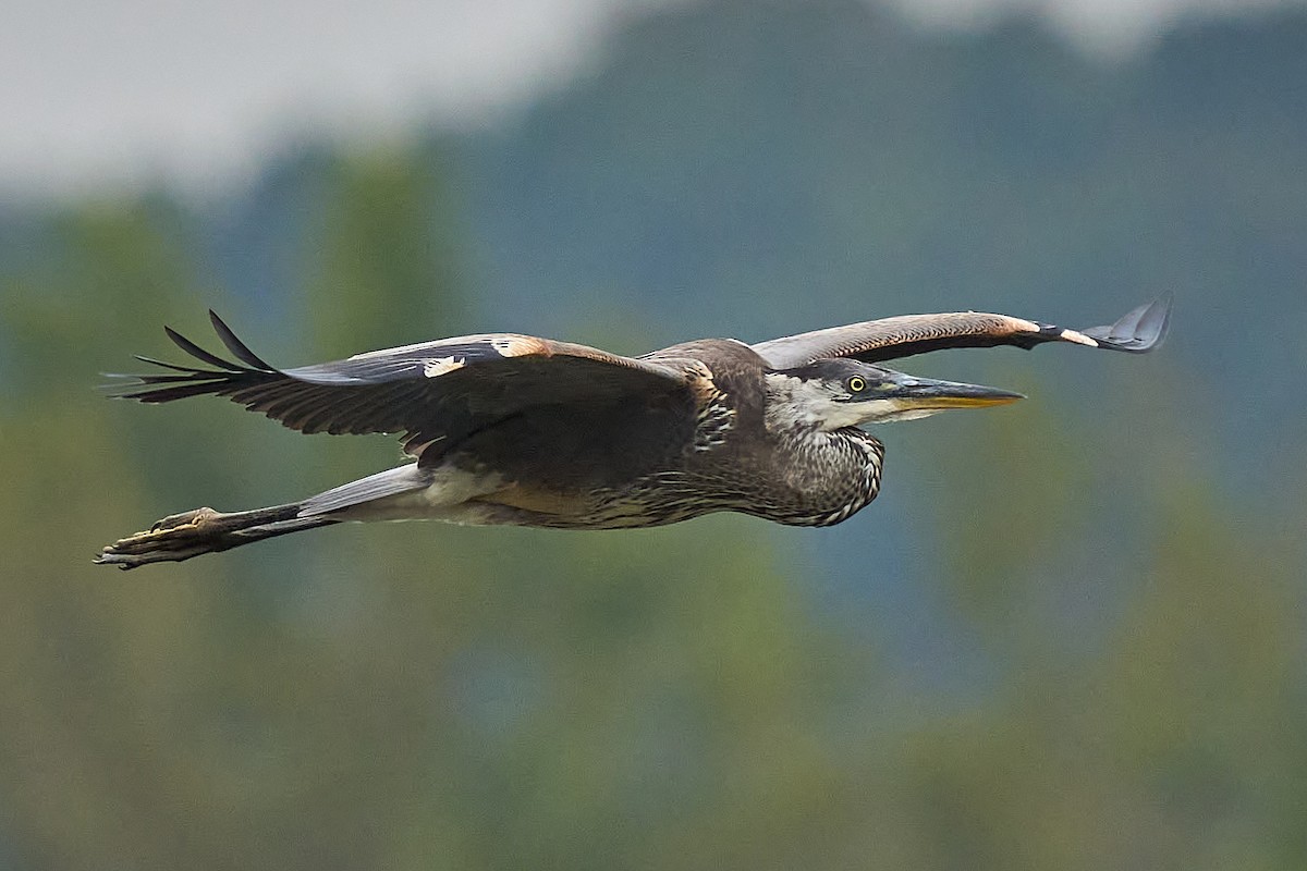 Great Blue Heron - ML625021961