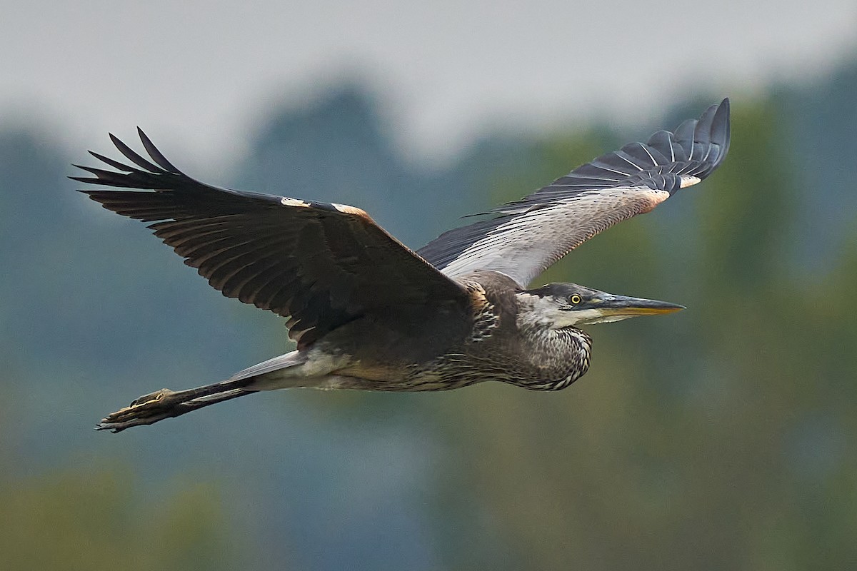 Great Blue Heron - ML625021962