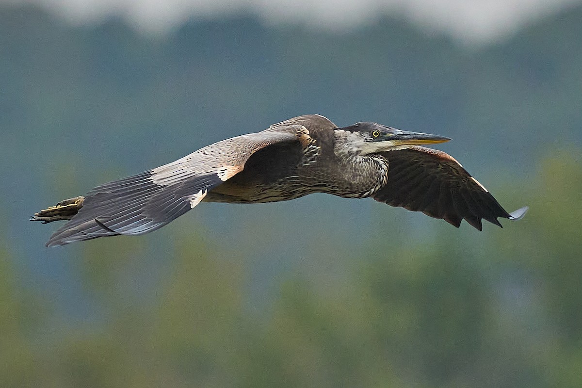 Great Blue Heron - ML625021963