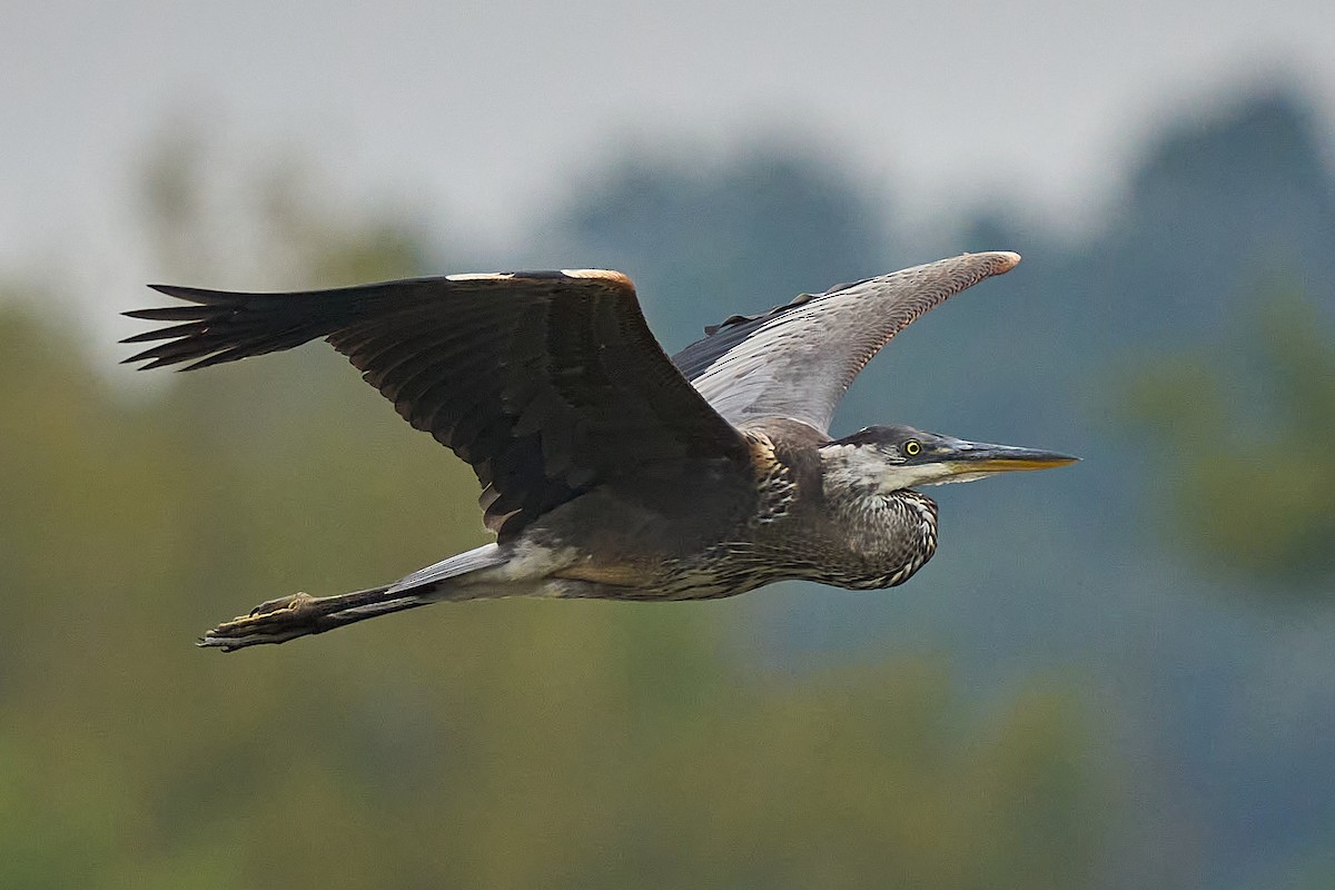 Great Blue Heron - ML625021964