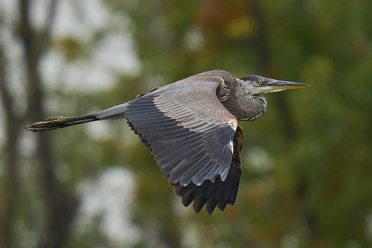 Great Blue Heron - ML625021965