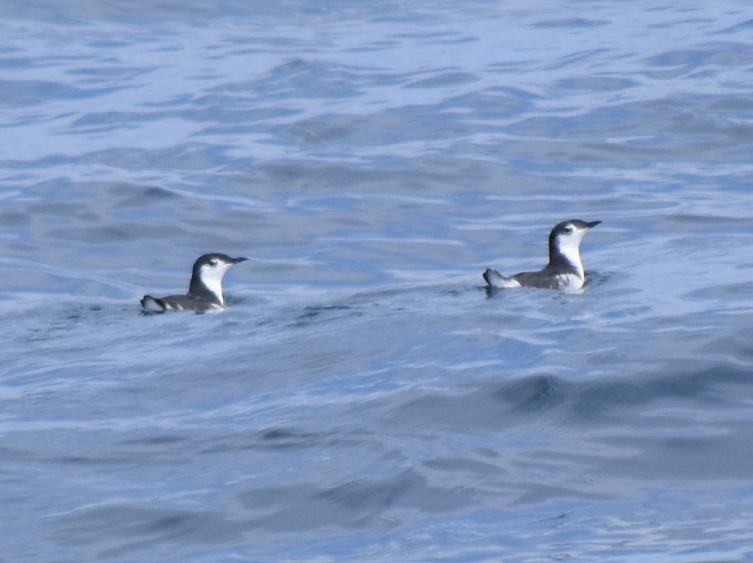 Guadalupe Murrelet - ML625022015