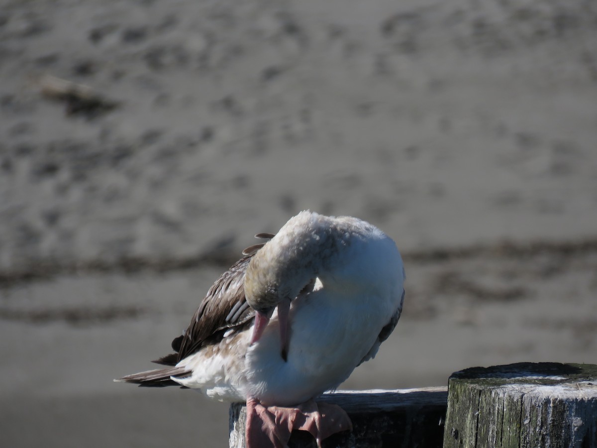 Red-footed Booby - ML625022021