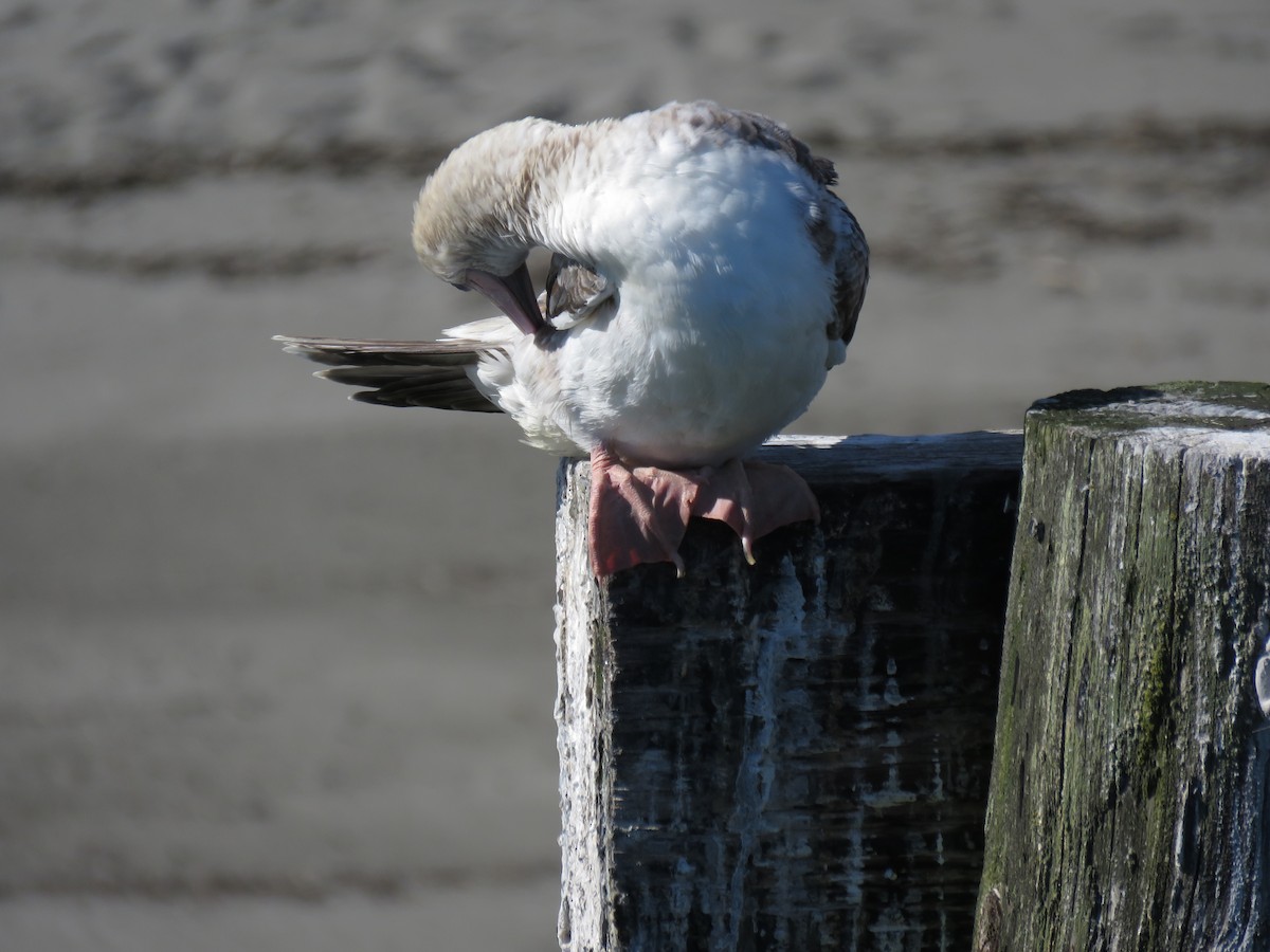 Red-footed Booby - ML625022023