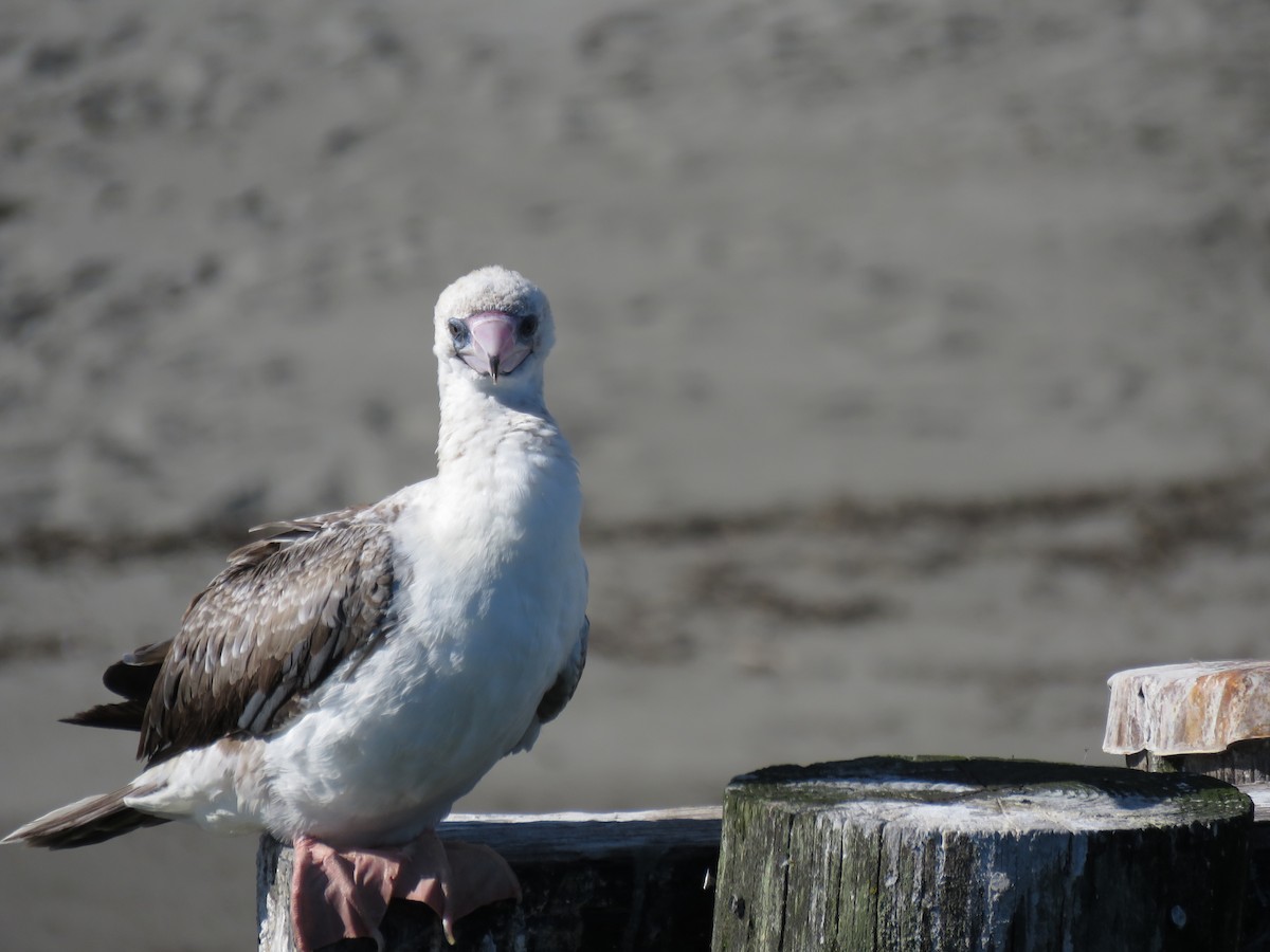 Red-footed Booby - ML625022024