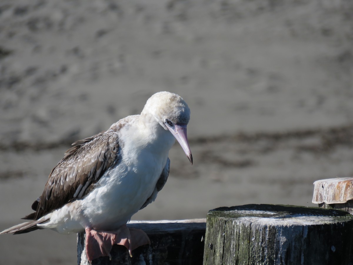 Red-footed Booby - ML625022025