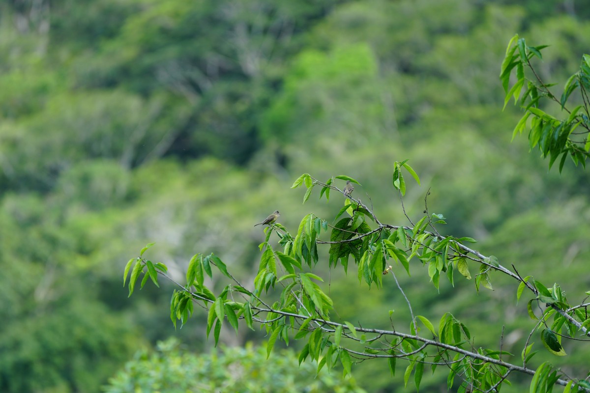 Yellow-bellied Elaenia - ML625022041