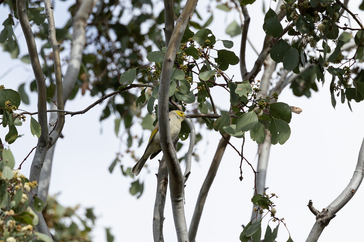 White-plumed Honeyeater - ML625022107