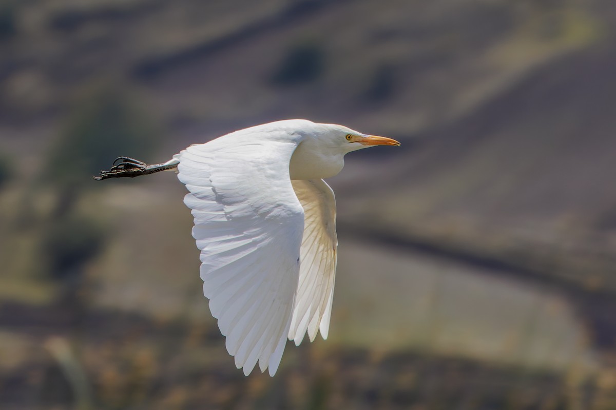 ニシアマサギ - ML625022139