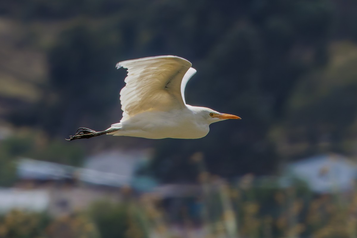 ニシアマサギ - ML625022140