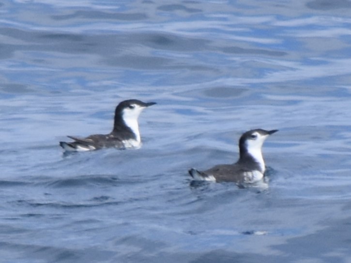 Guadalupe Murrelet - ML625022155