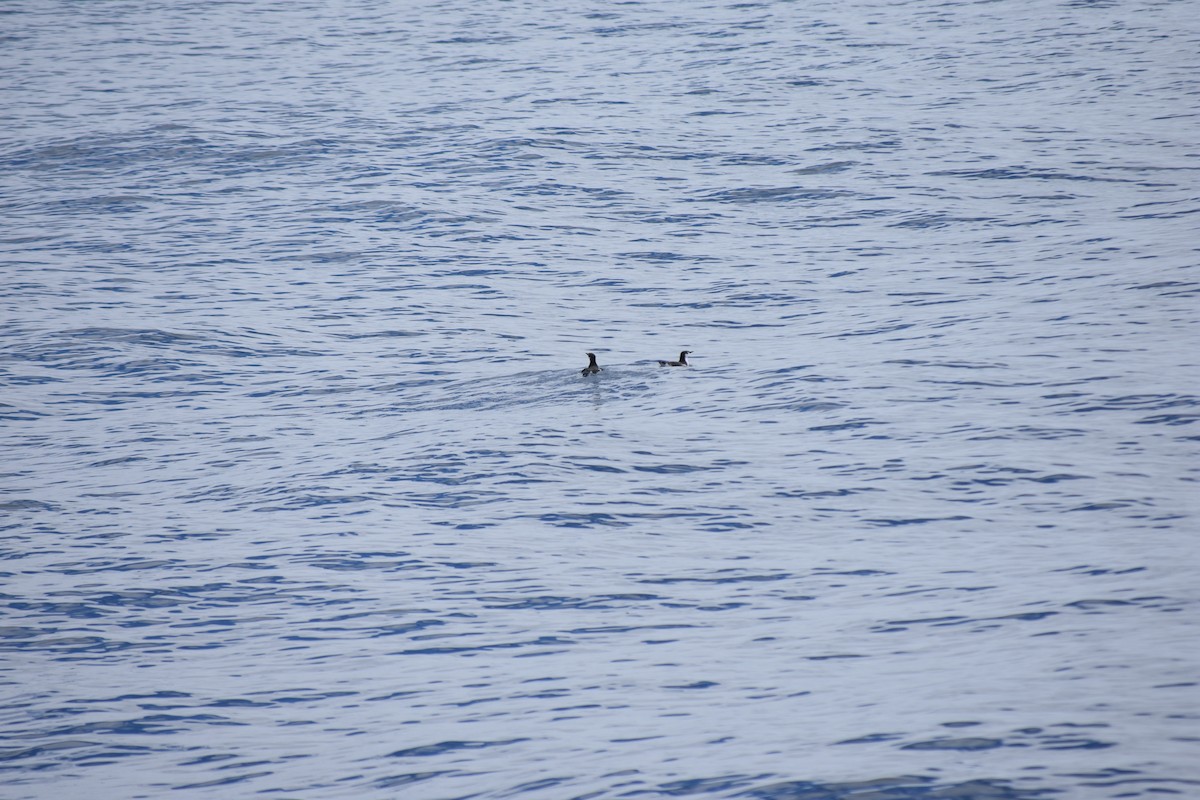 Craveri's Murrelet - ML625022212