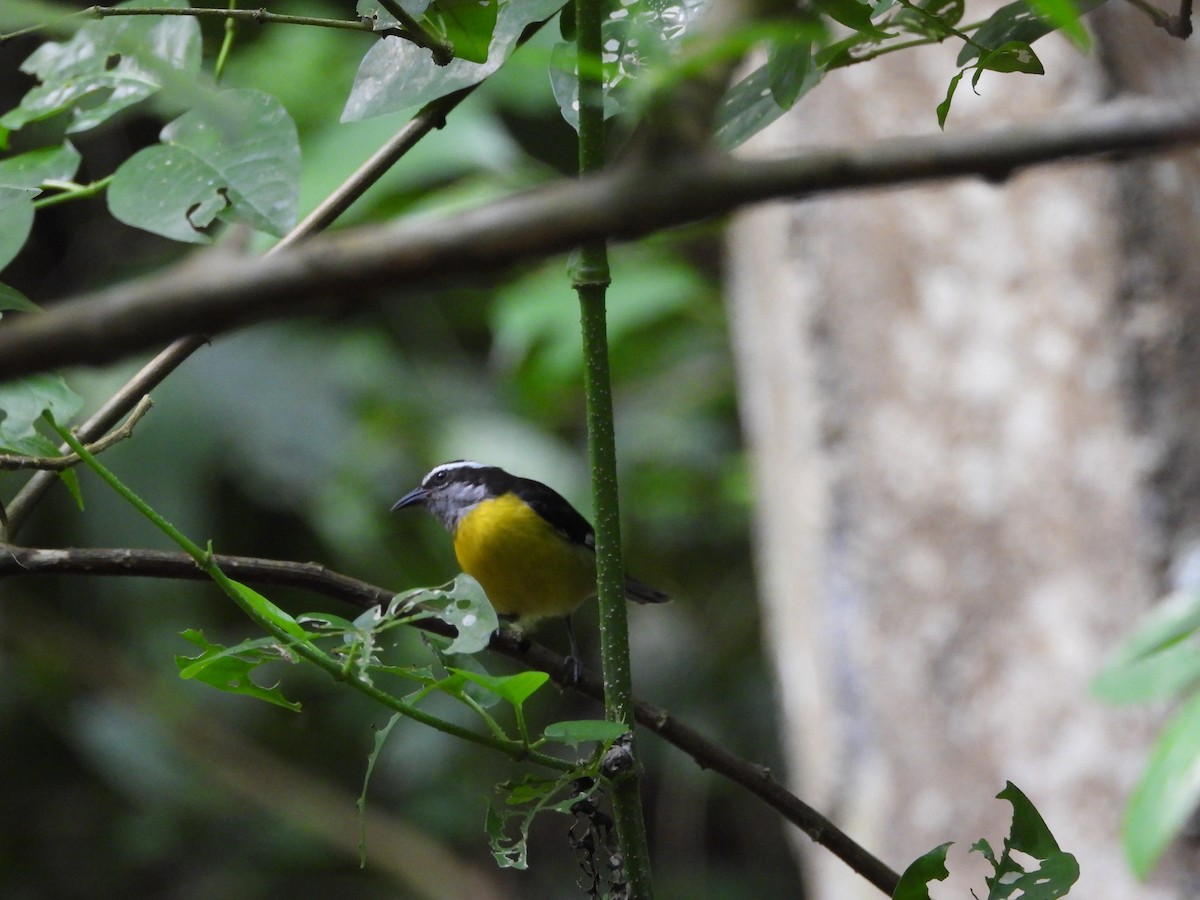 Bananaquit - ML625022277