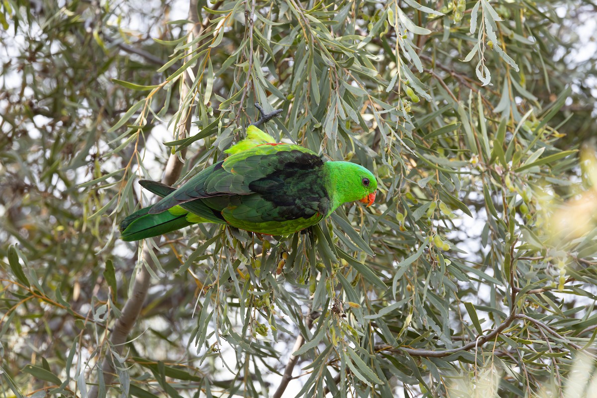 Red-winged Parrot - ML625022287