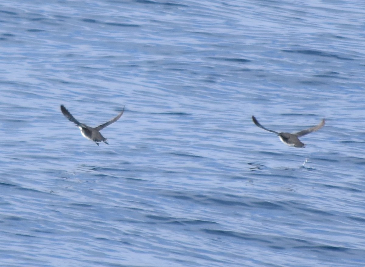 Craveri's Murrelet - Konshau Duman