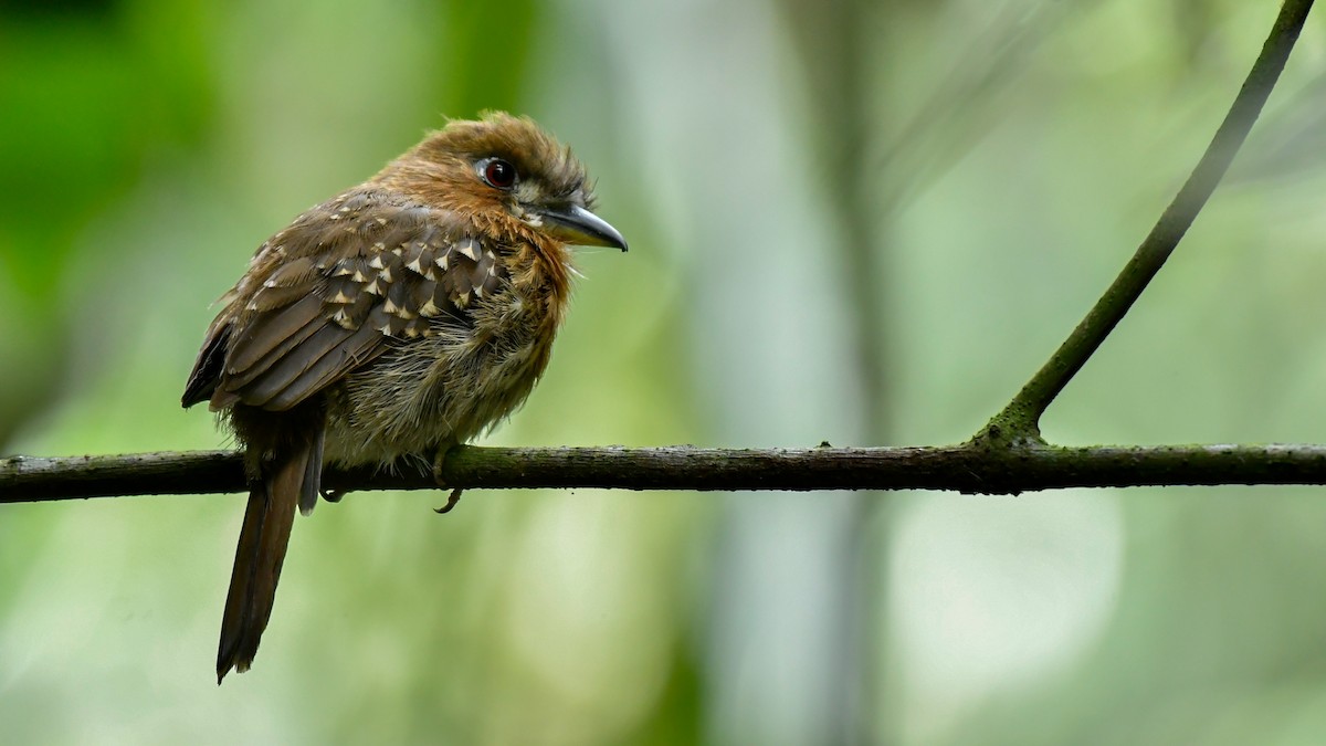 Moustached Puffbird - ML625022395