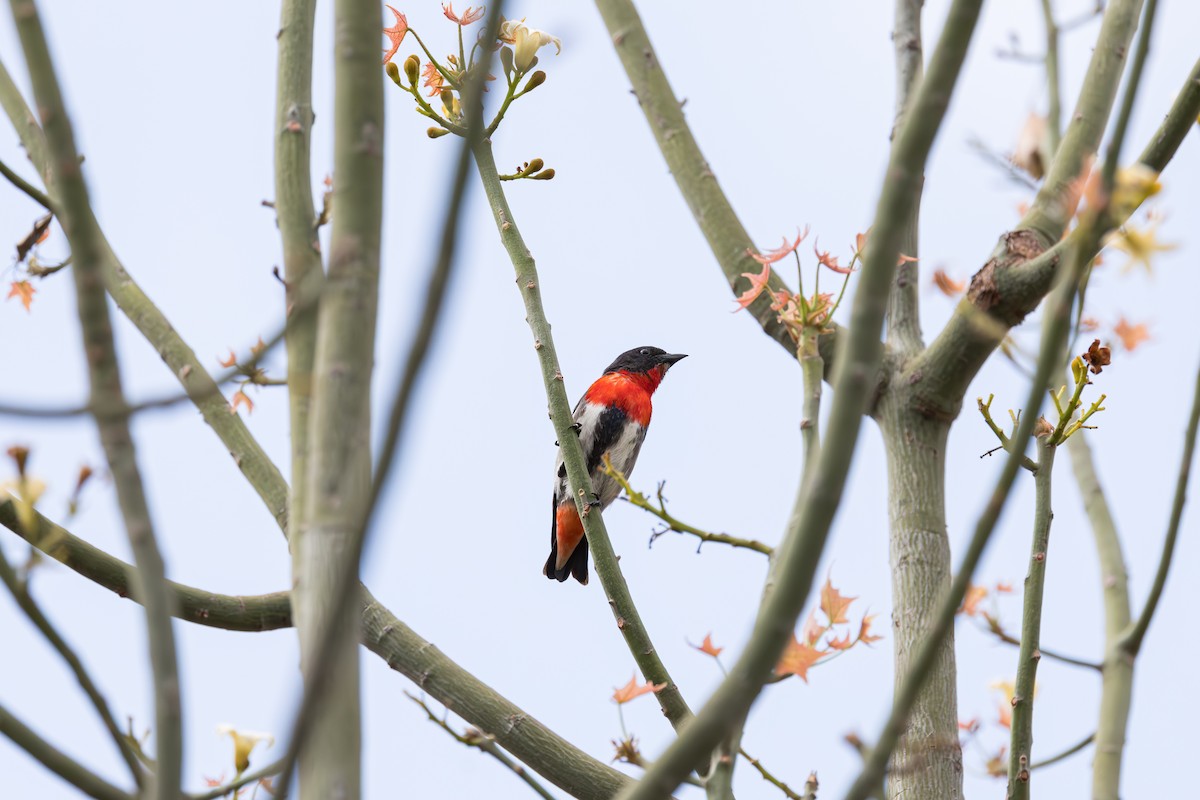 Mistletoebird - ML625022414