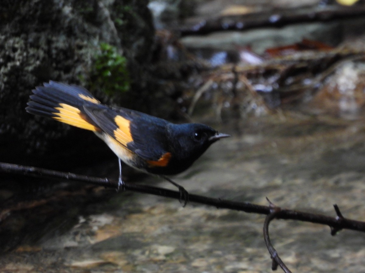 American Redstart - ML625022450