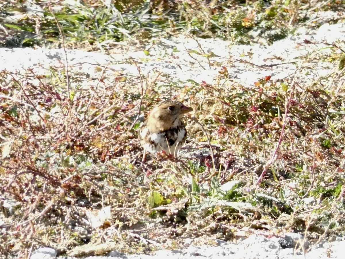 Harris's Sparrow - ML625022497