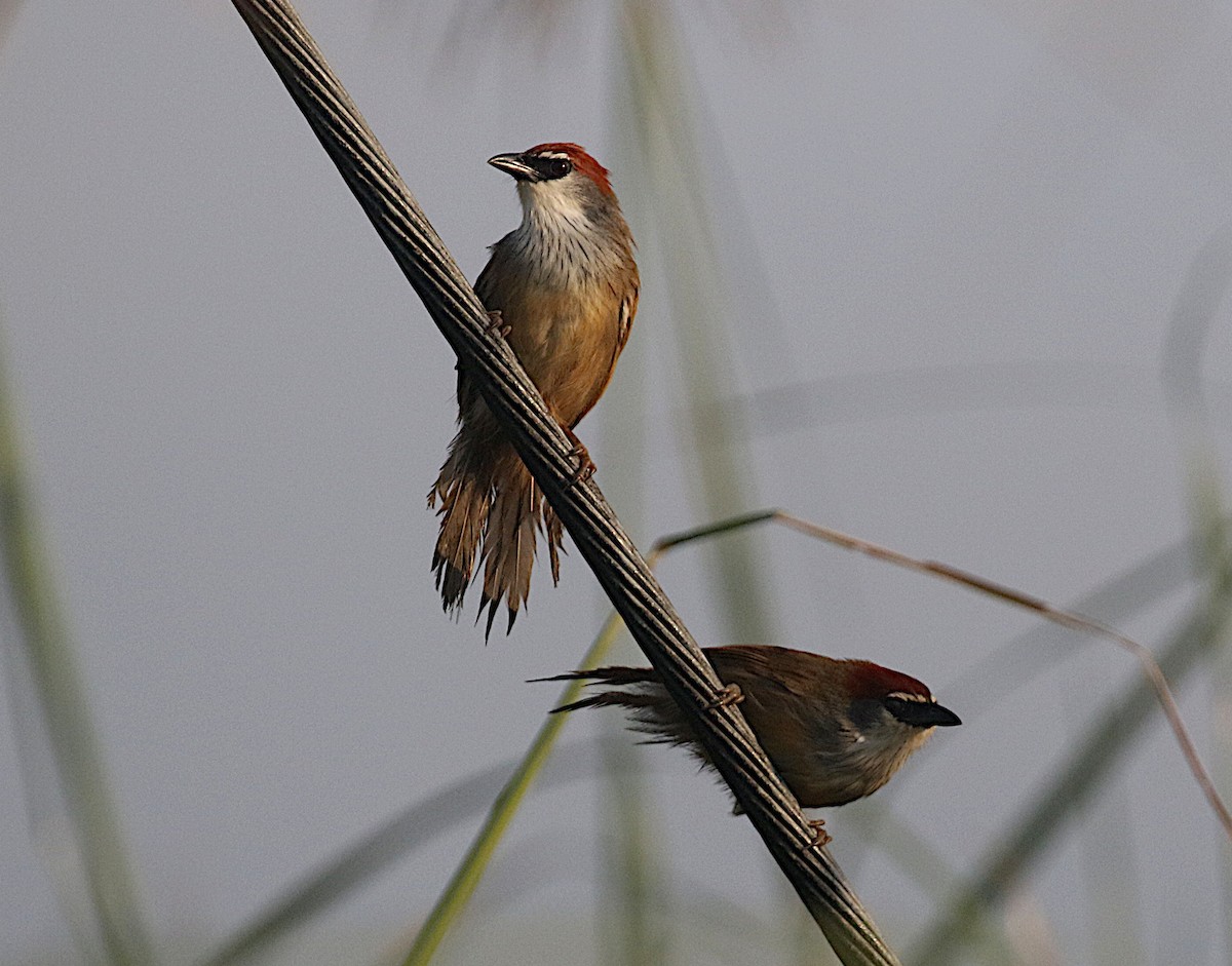 Chestnut-capped Babbler - ML625022514