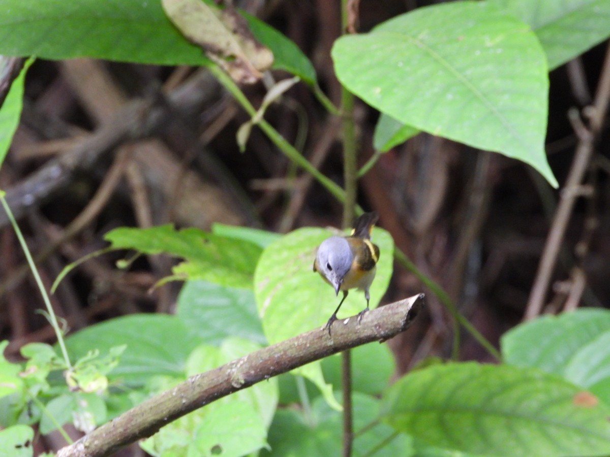 American Redstart - ML625022519