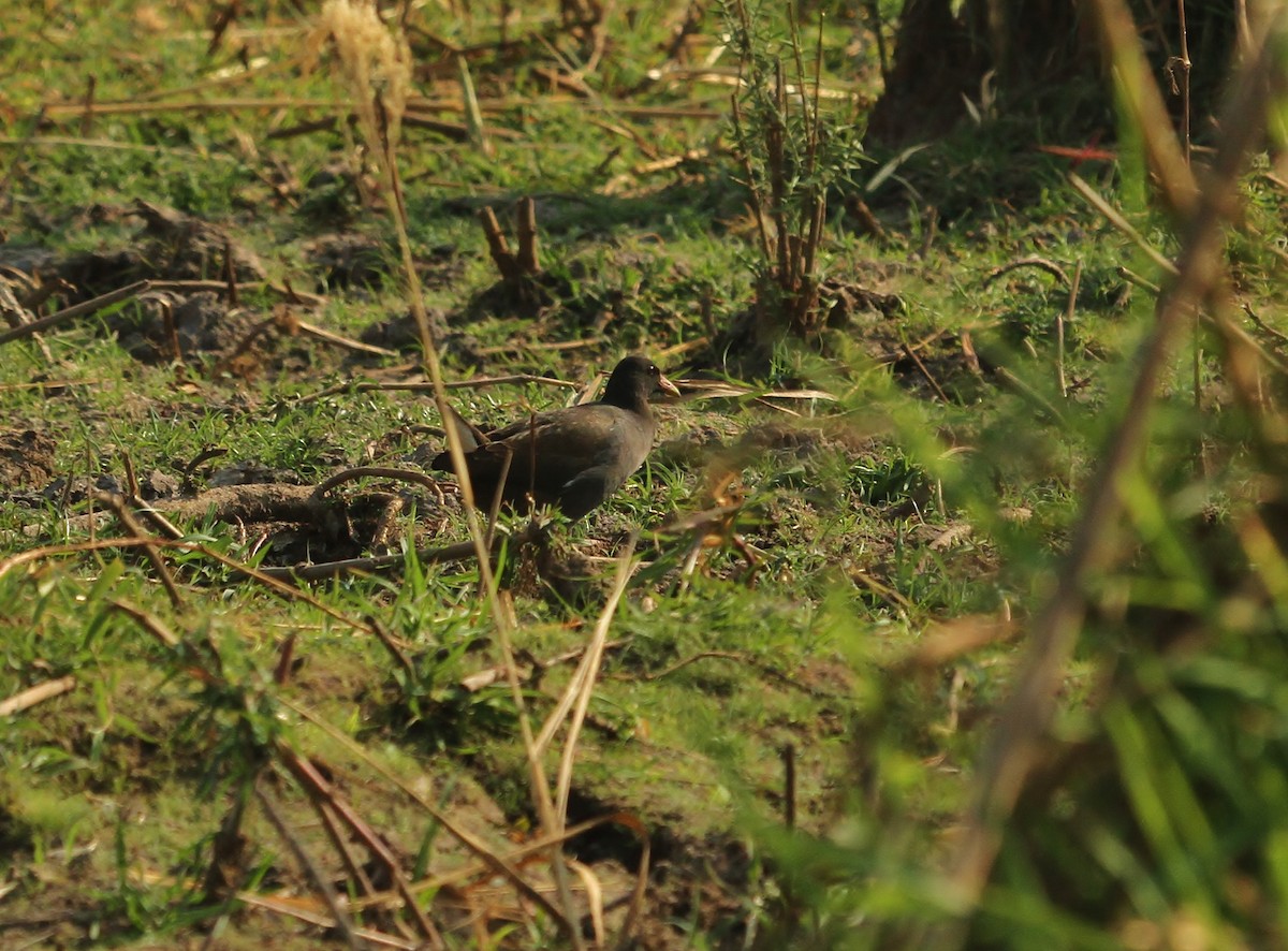 Lesser Moorhen - ML625022533