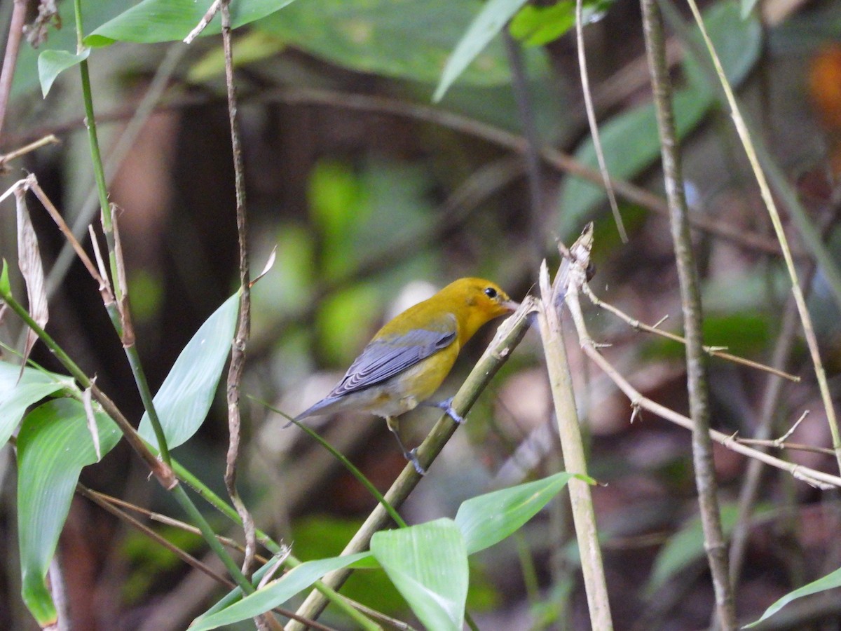 Prothonotary Warbler - ML625022619