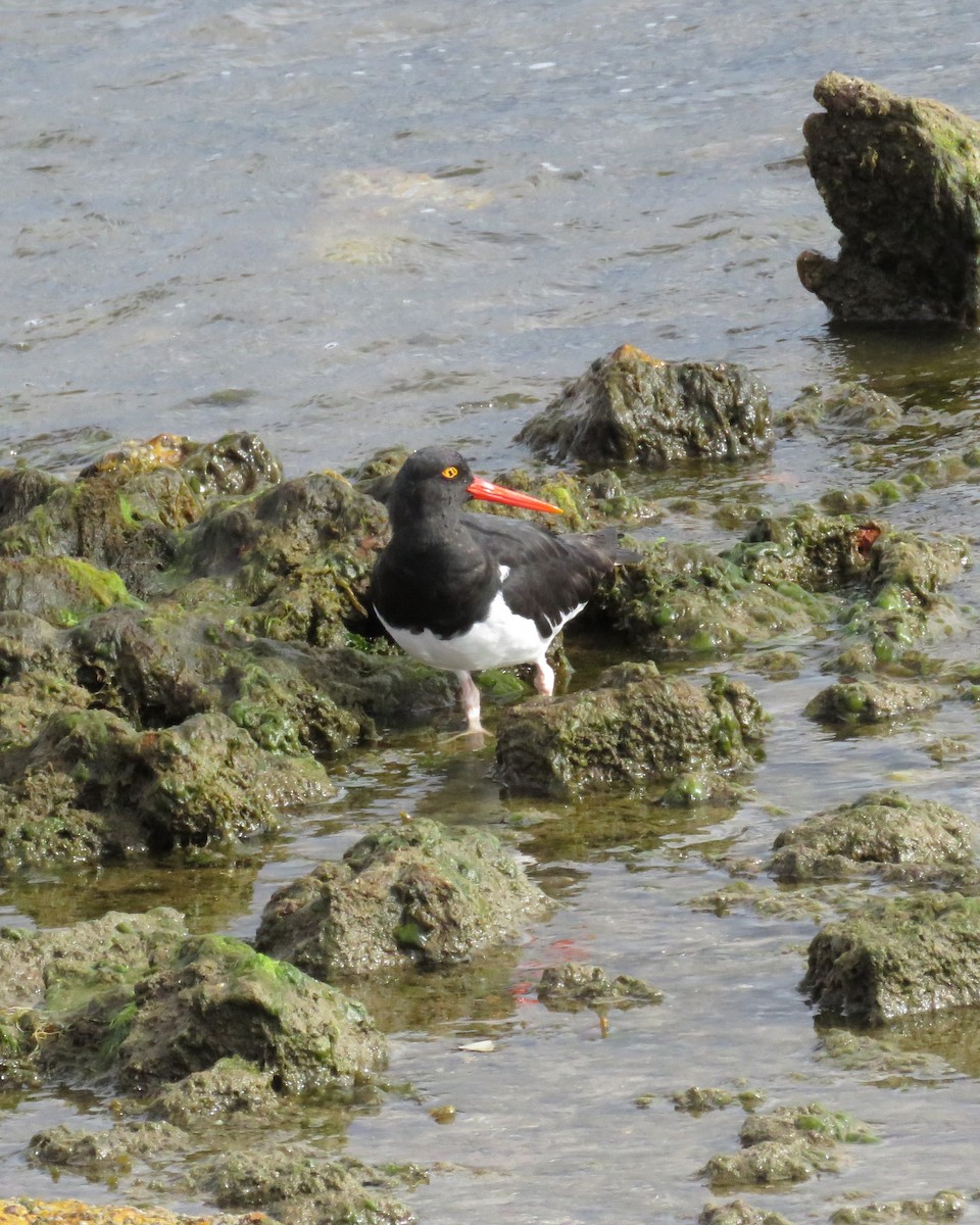 Magellanic Oystercatcher - ML625022689