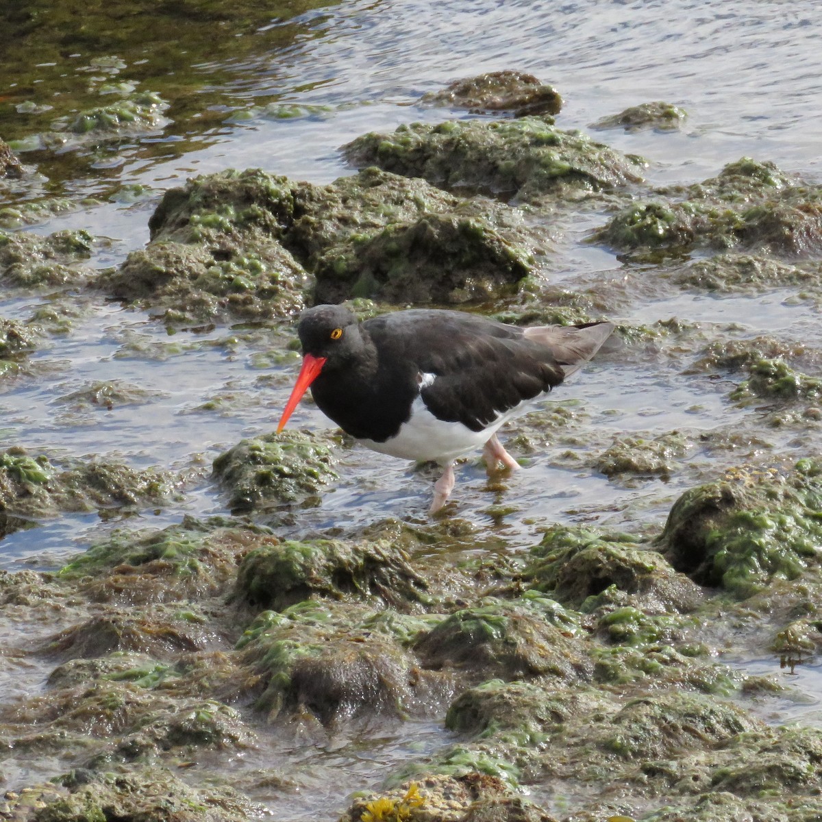 Magellanic Oystercatcher - ML625022690