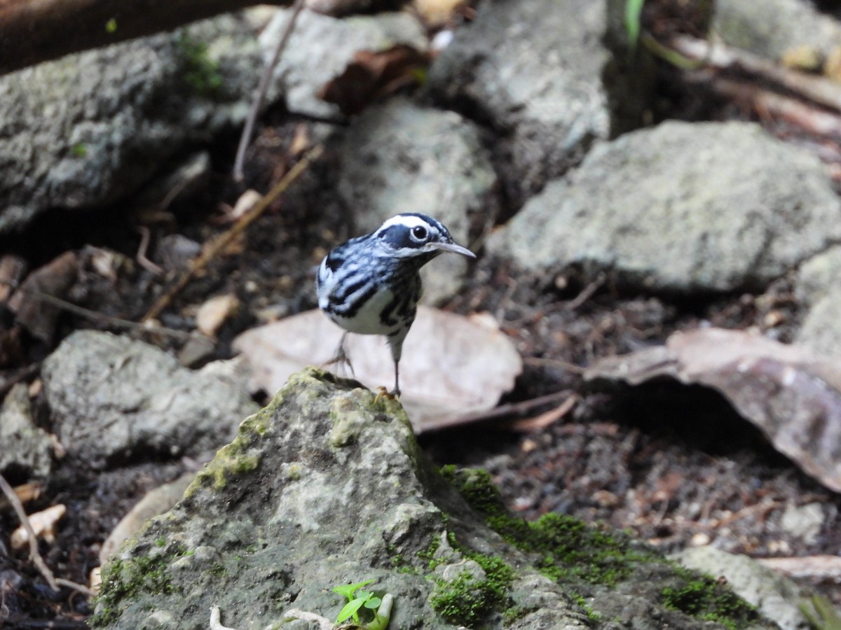 Black-and-white Warbler - ML625022719