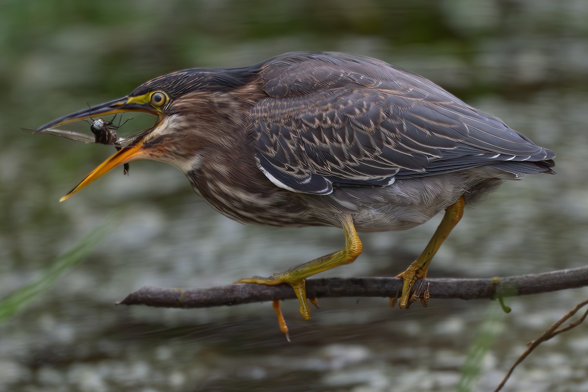 Green Heron - ML625022726