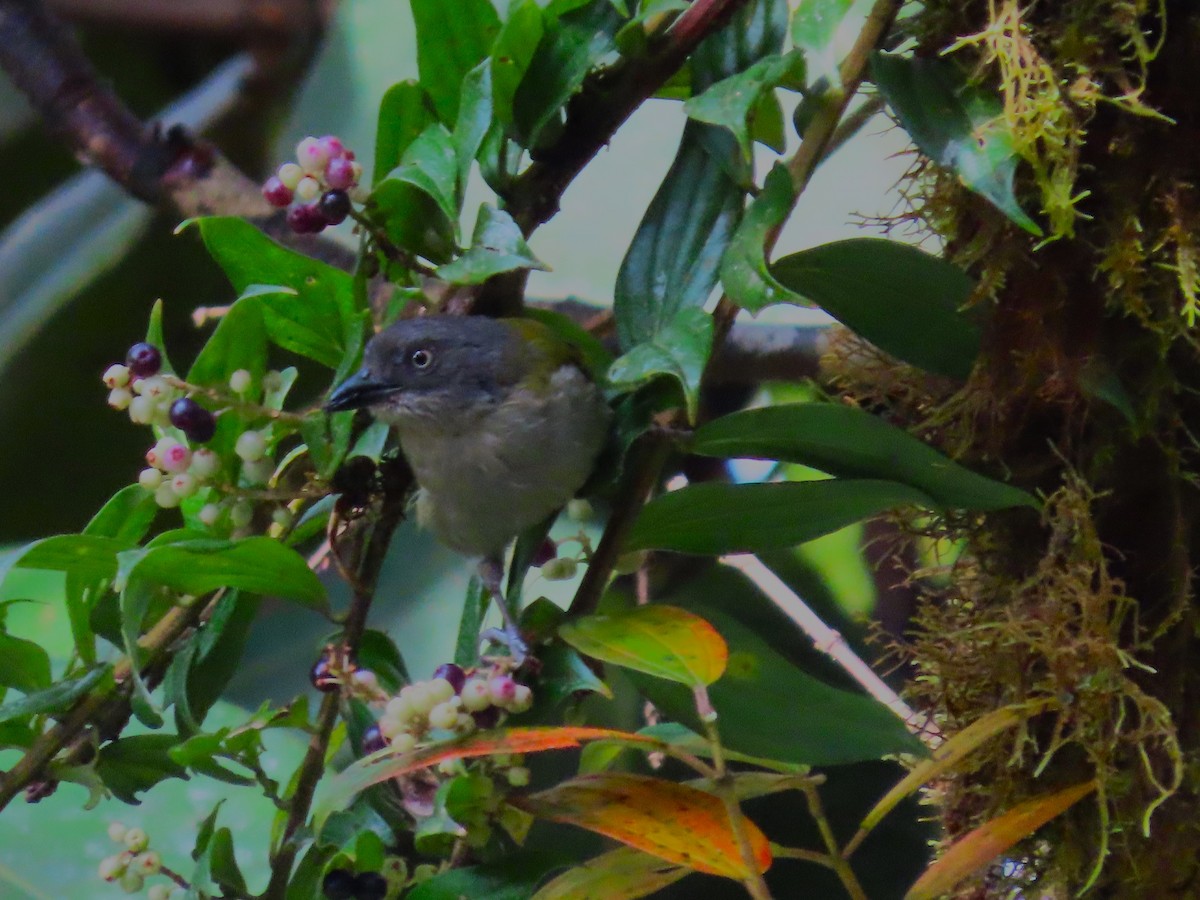 Dusky Chlorospingus - ML625022744