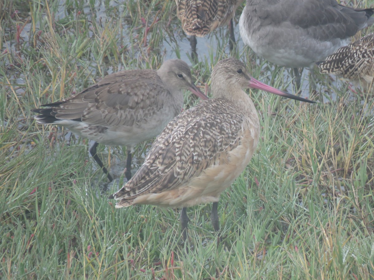 Hudsonian Godwit - ML625022790