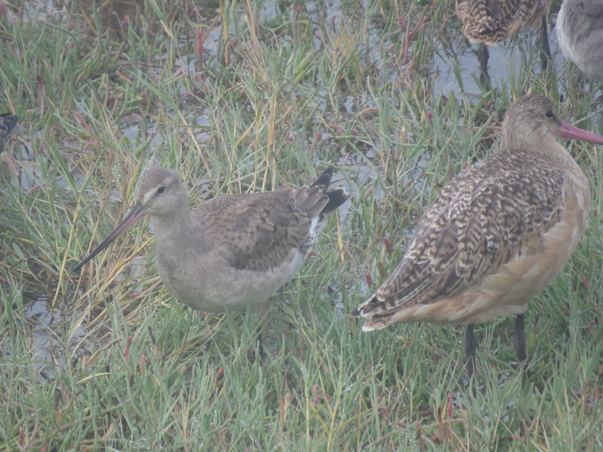 Hudsonian Godwit - ML625022792