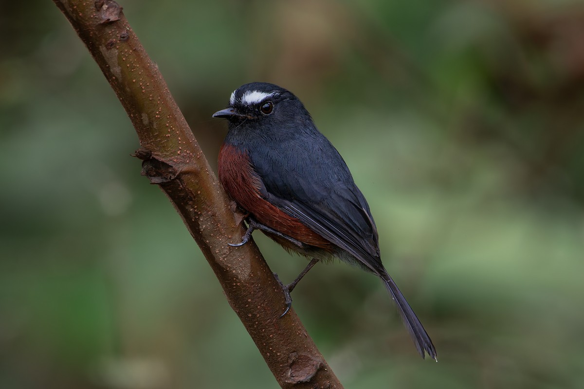 Chestnut-bellied Chat-Tyrant - ML625022796