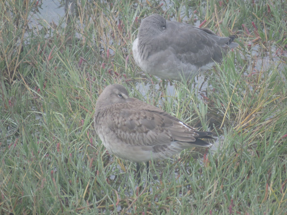 Hudsonian Godwit - ML625022799
