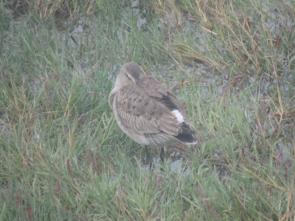 Hudsonian Godwit - ML625022804